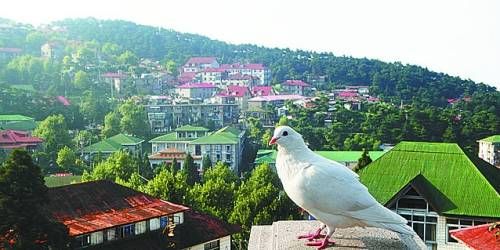  有著“云中山城”之稱的牯嶺鎮(zhèn)面臨著遷民下山。