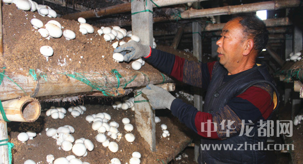 周口項城：食用菌種植基地內(nèi)，工人正在查看雙孢菇長勢